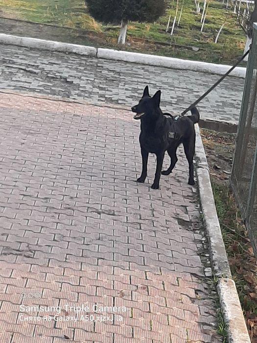 Sharqiy Yevropa ovcharkasi