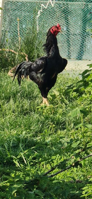 Продается чистокровный петух породы Шамо с курами