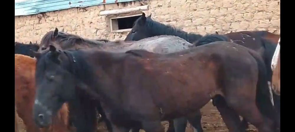 20 бас Кунандар сатылады Алматы обл