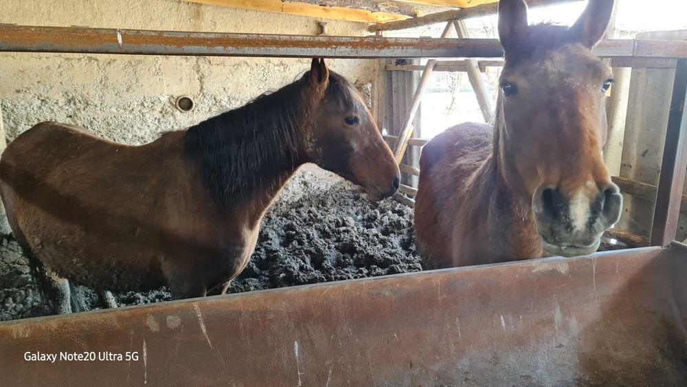 2 бас буаз бие сатылымда