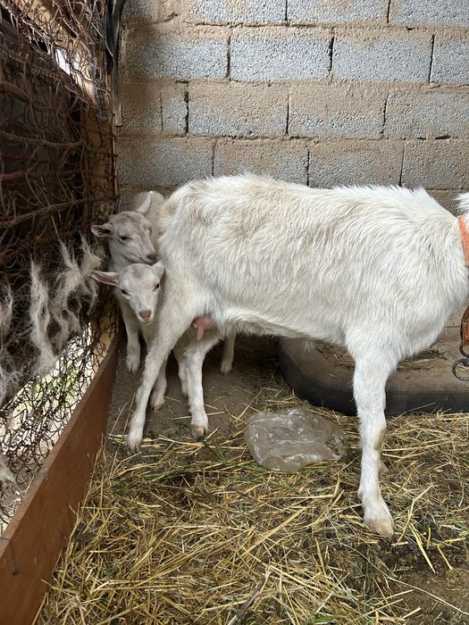 Продается коза с 2 козлятами