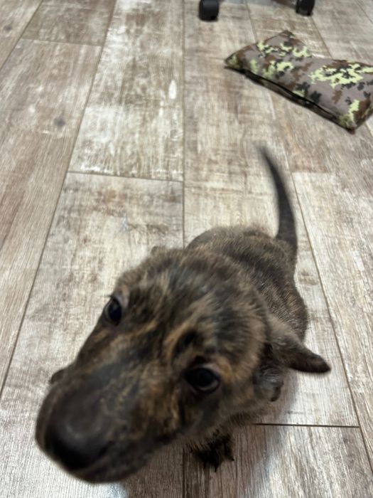 Отдам щенка в хорошие руки