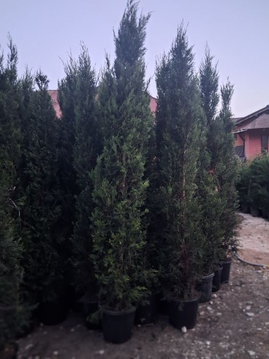 Leyladi pin cedrii brad argitiu