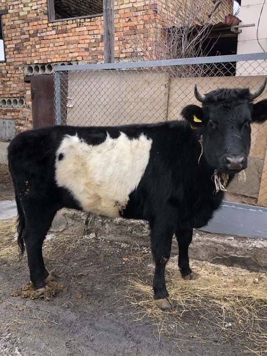 Продам корову - телку