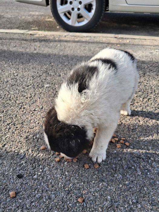 Căței , talie mica ptr adoptie