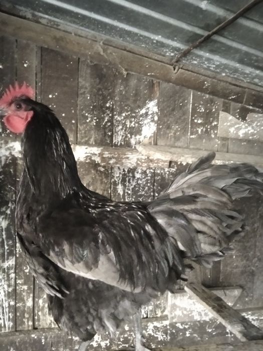 Vind cocoș australop