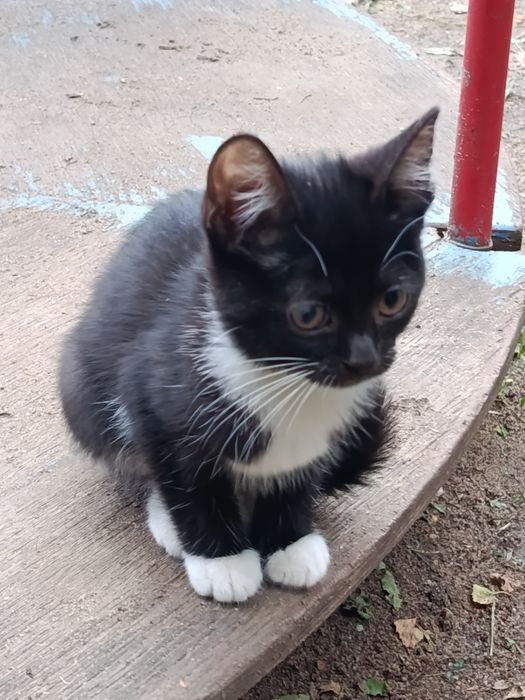 отдам красивых котят