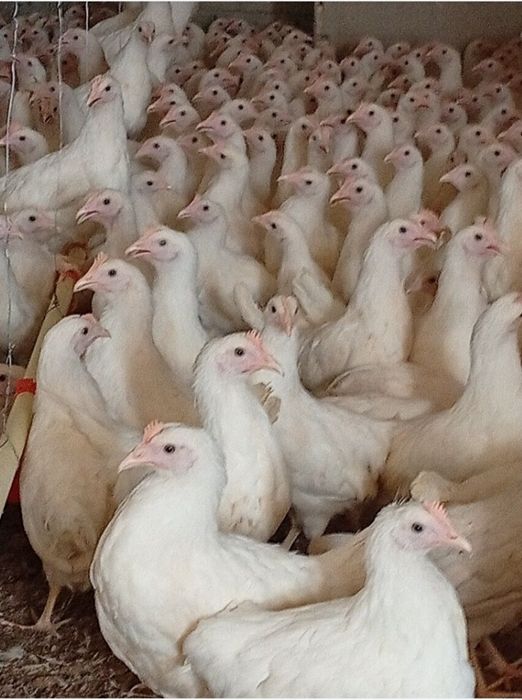 Tuxum yo'nalishi bo'yicha loman sindi jo'jalari sotiladi