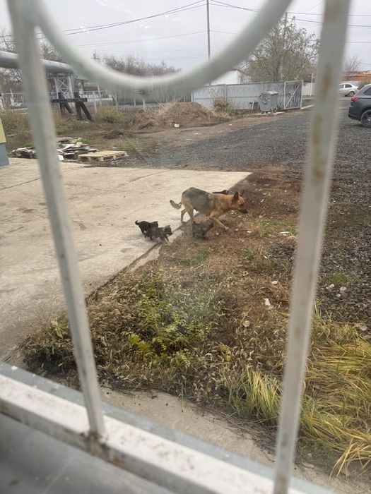 Щенята бесплатно