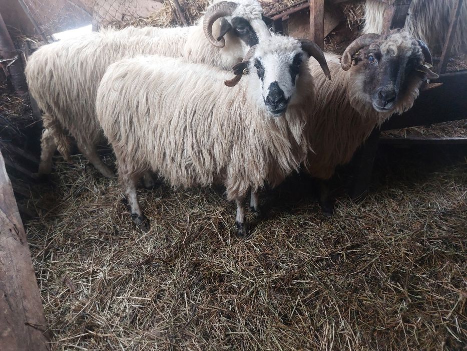 Oi cu miei si oi Sterpe Țurcane grase