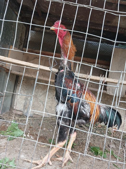 Даканг хороз, 2та товуги билан