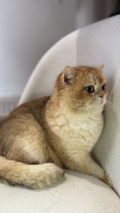 Vyazkaga! qiz mushuklani taklif qiladi