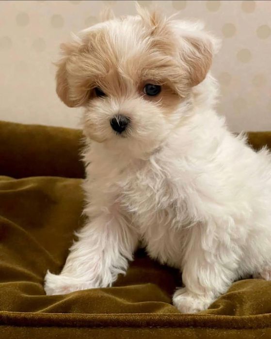 Bichon maltez mini toy
