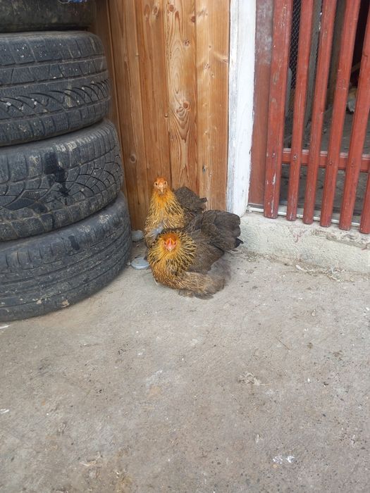 Vand gaini cochinchina  pitic gat auriu