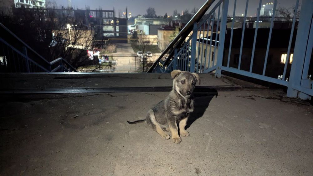 Собака, бесплатно