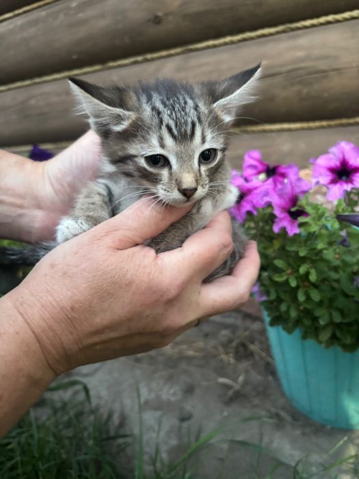Отдам Котят