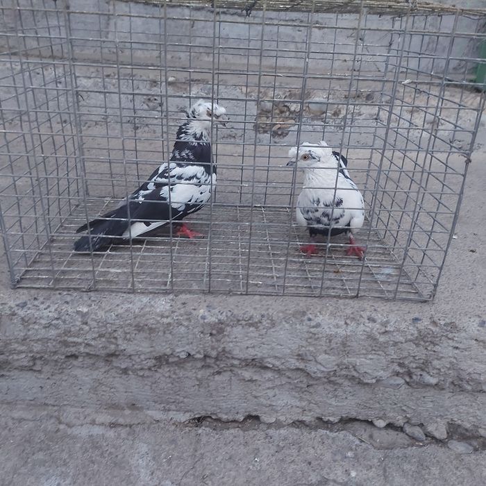 Сочи двух чуби пара лет с игрой