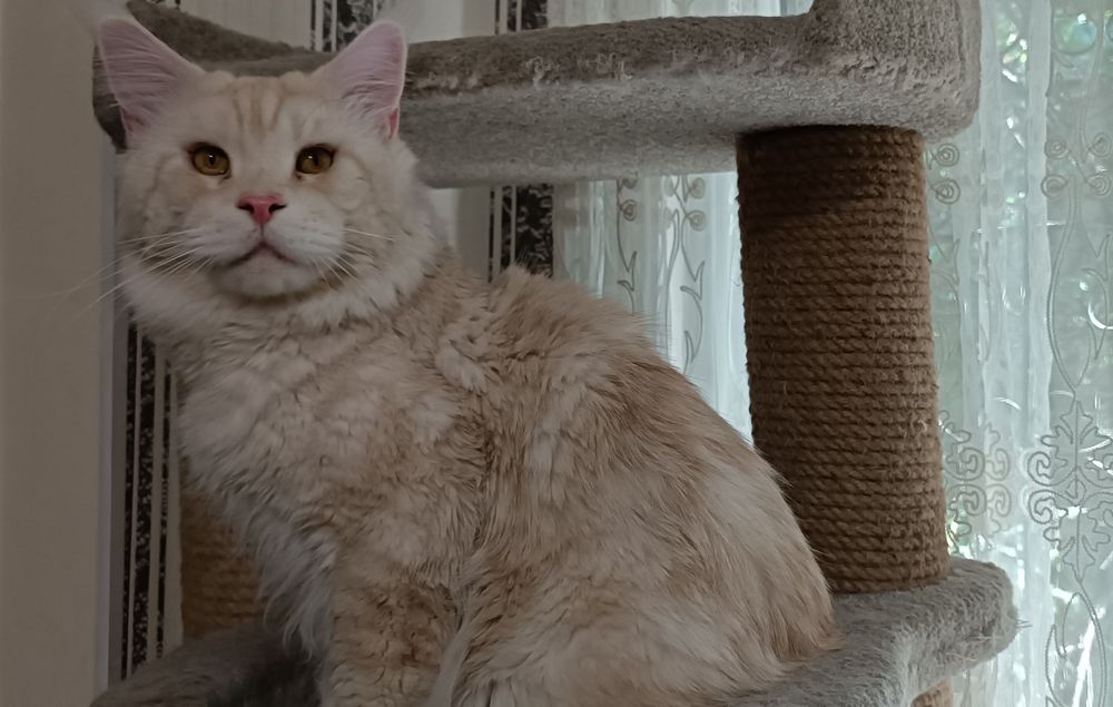 Кошечка мейнкун. Документы