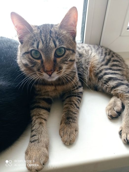 Отдам котика в добрые руки