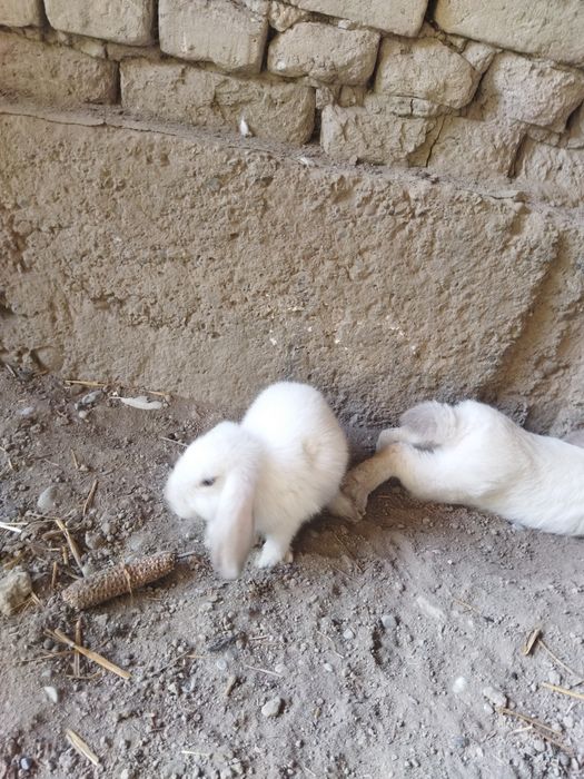 Karlik minilopdan chiqqan quyonlar