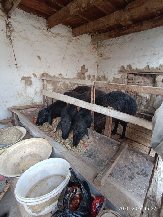 Qochqorlar toza semiz