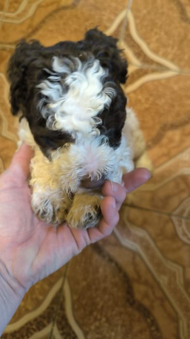 Lagotto romagnolo disponibil