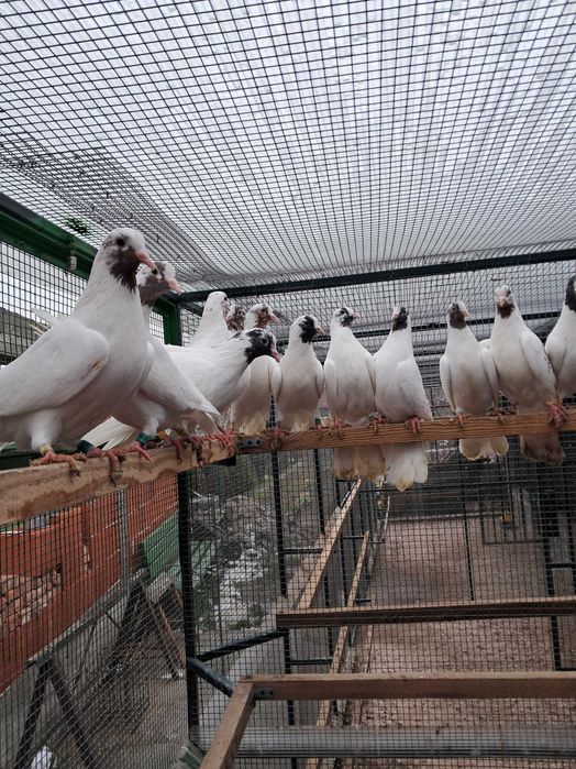 Продавам Палбелий