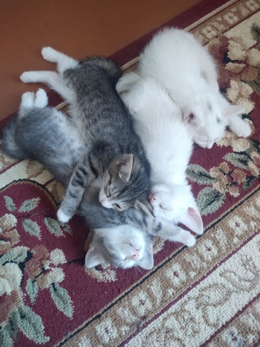 Отдам котят бесплатно