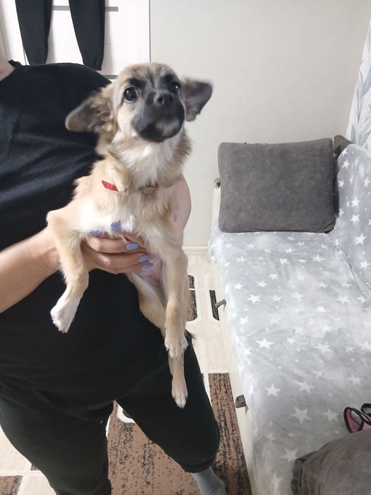 Отдам даром щенка девочка