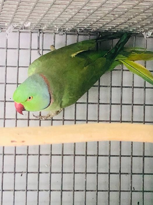 Ожерелье Попугай нар