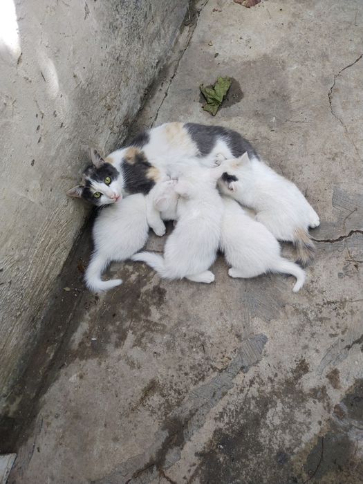 Котята в добрые руки