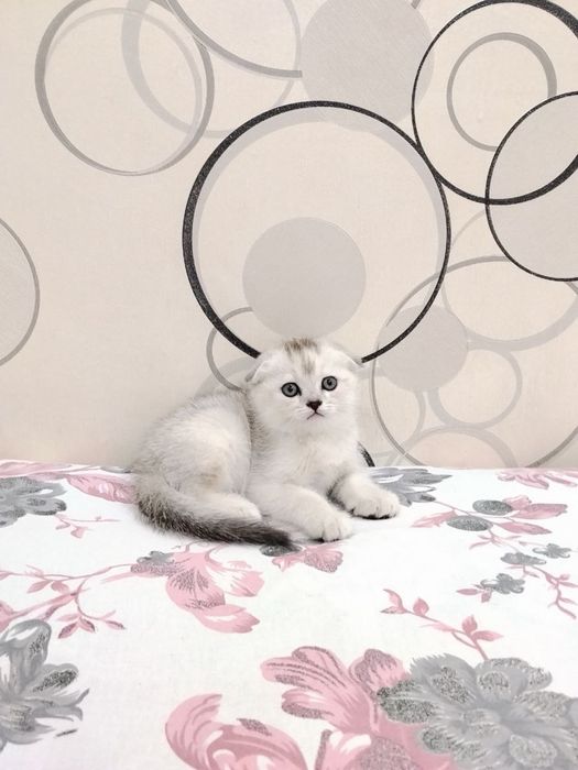 Шотланский Скоттиш фолд! Серебпо Шиншилла!