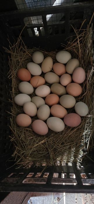 Ouă de vânzare de la găini crescute în libertate, cu cereale bio