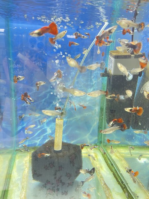 Аквариумные рыбки гуппи