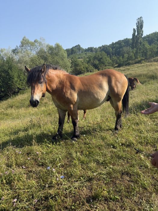 Vand Caluț Manz