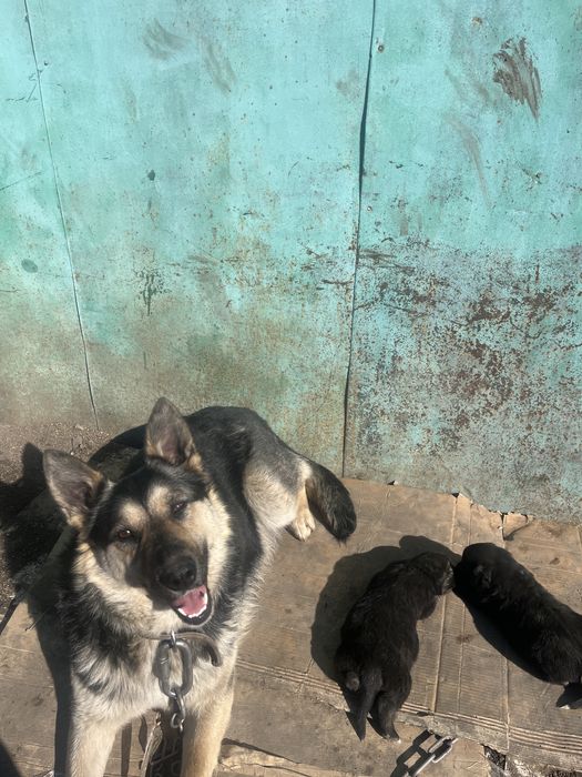 не дорого щенков Восточноевропейской авчарки