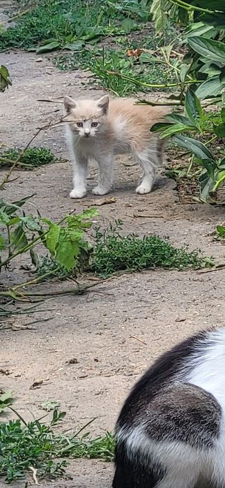 Супер котята ждут свои ручки