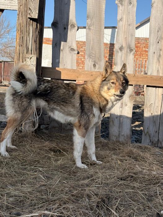 Лайка ЗСЛ 1.5 года девочка
