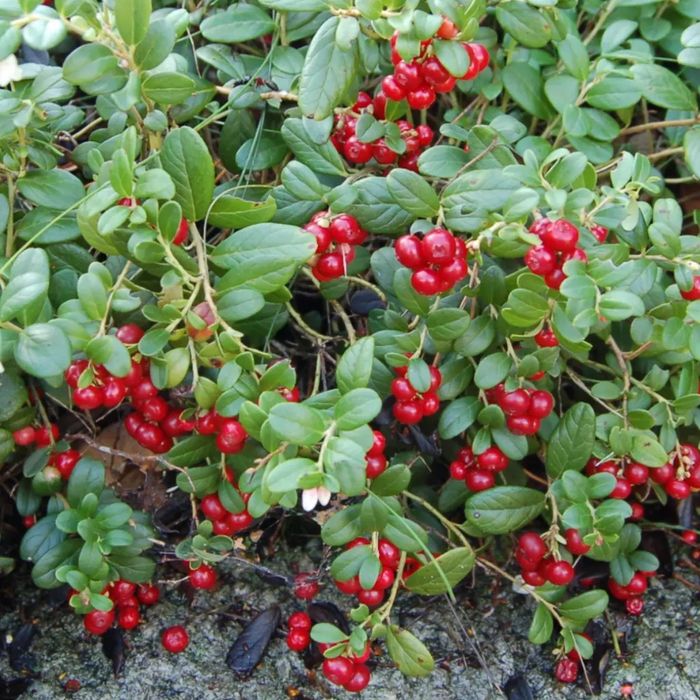 Arbusti Fructiferi (Afin Rosu )