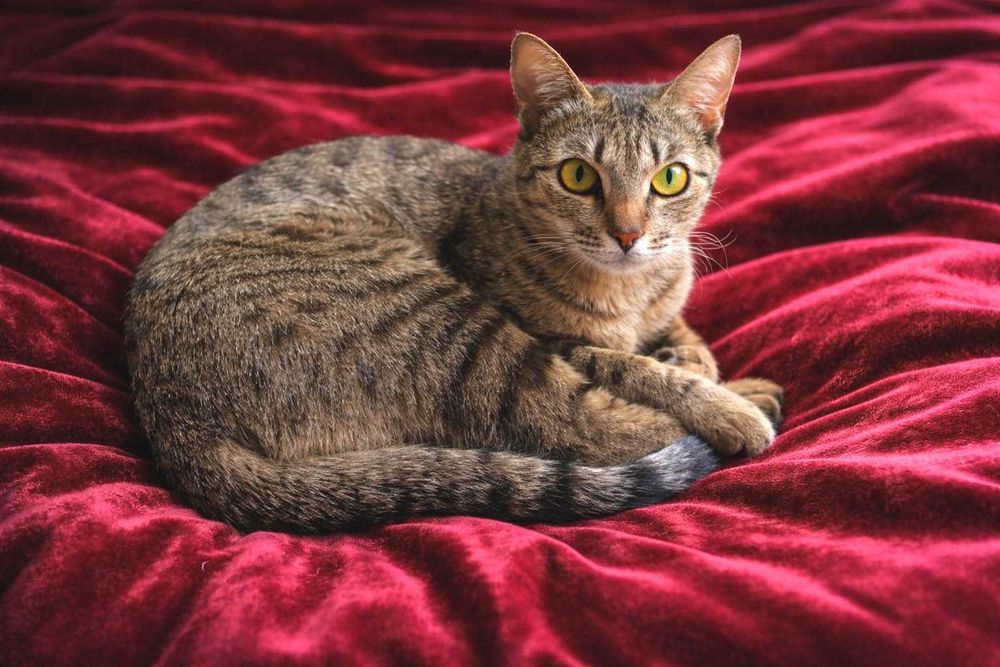 Бенгальская кошка