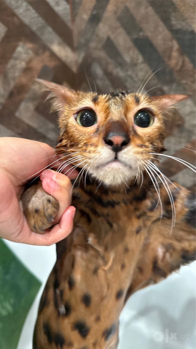 Отдадим в самые добрые руки бенгала. Кастрированный, 3,5 года.