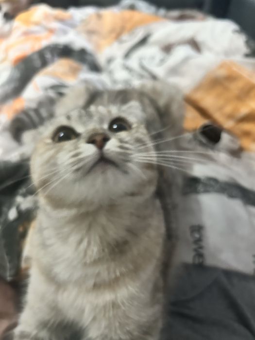 Отдам кошку в добрые руки