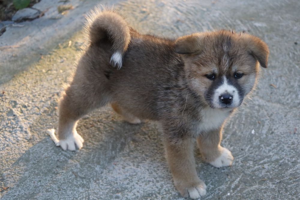 Pui de akita cauta o casuta noua