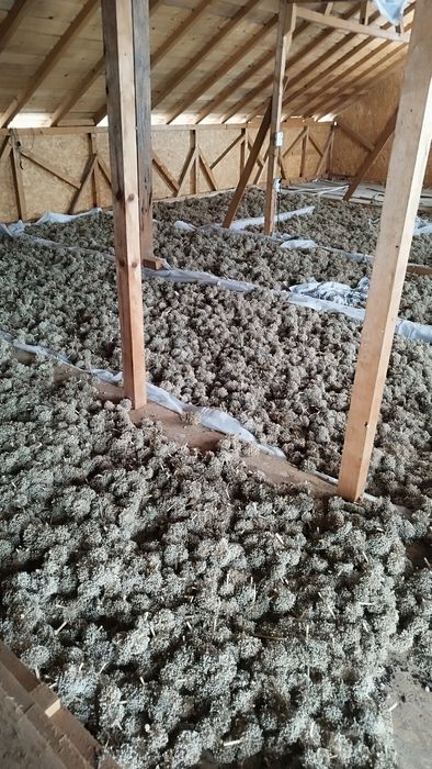 Sămânță ceapă de apă roșie de Buzău