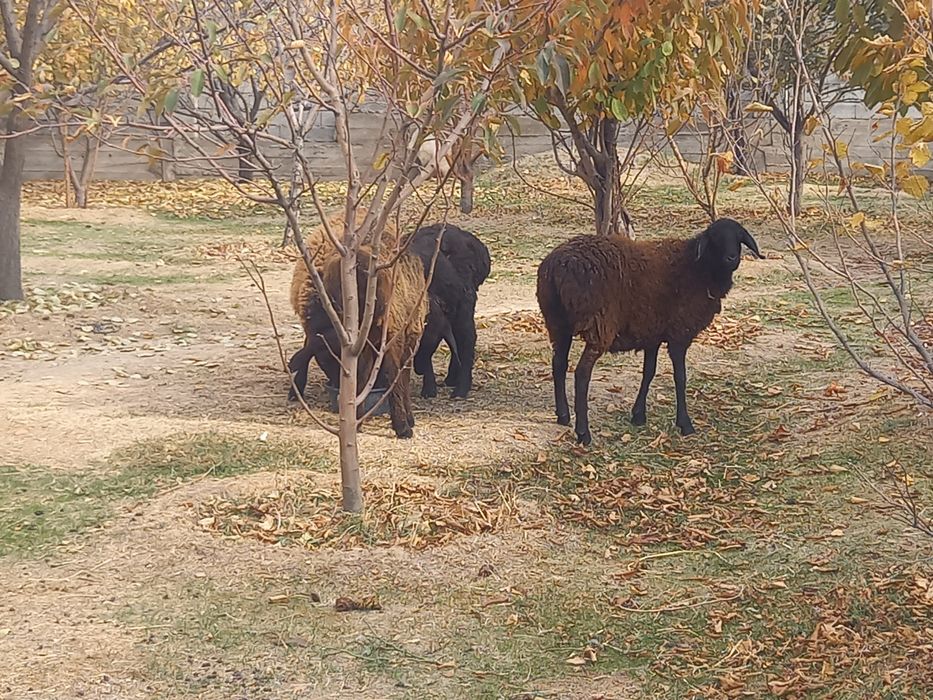 Қой, тоқтылар сатылады