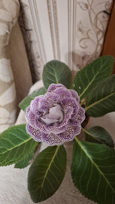 Глоксиния махровая