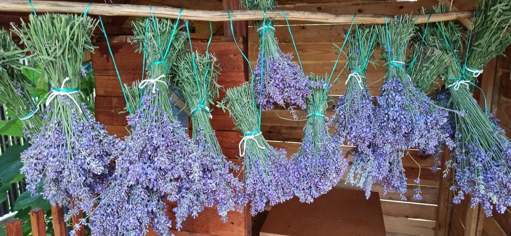 Flori Lavanda uscată buchete
