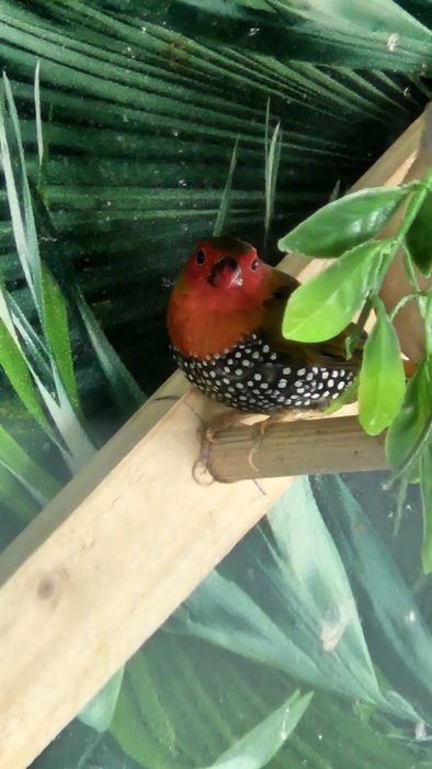 Desfiintez crescatorie