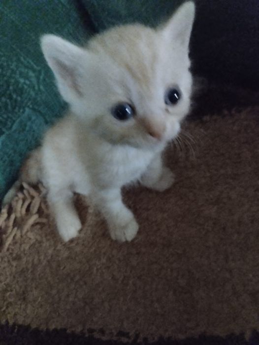 Отдам котят в хорошие руки