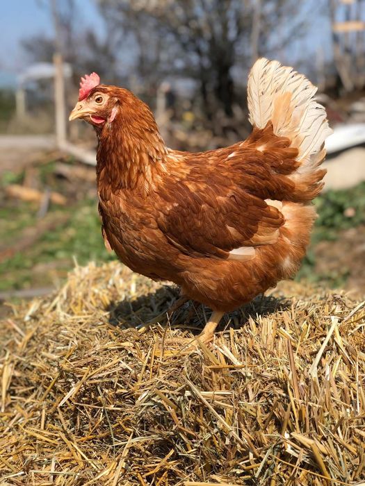 Кокошки - Носачки